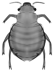 Biologia delle Cimici dei Letti